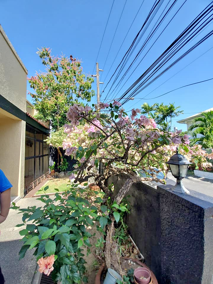 HOUSE AND LOT FOR RENT