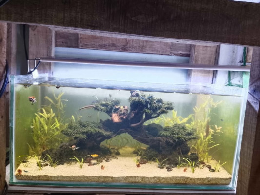 Aquarium set up and bonsai