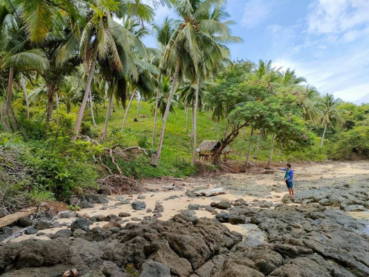 BEACHLOT WITH COCONUT FARM