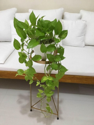 Lush and Trailing Neon Pothos