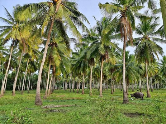 Coconut Farm For Sale
