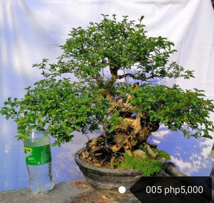 Bonsai sa Gensan