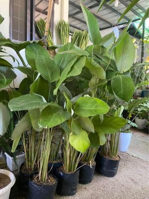 magnificum large size and assorted plants for sale on hand