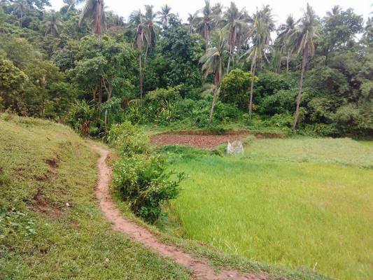 Farm Lot for Sale Bicol Region