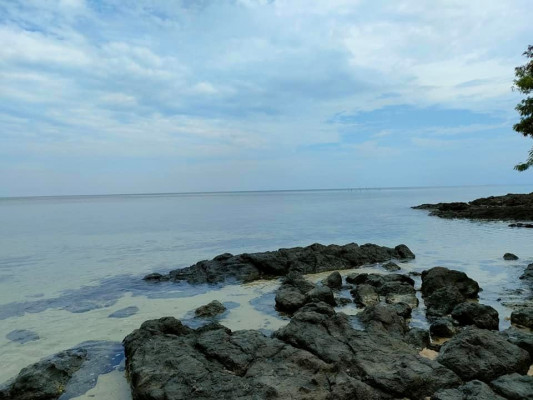 BEACHLOT WITH COCONUT FARM