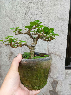 Bonsai