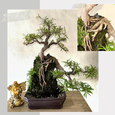 Bonsai stable china’s man hat, argao taiwan and texas ficus