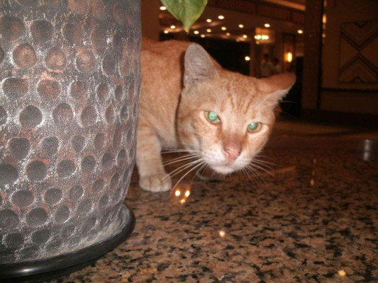 GE J1455 digital camera digicam