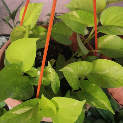 Pothos variety