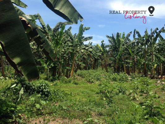 FARMLOT FOR SALE AT MACO DAVAO DE ORO