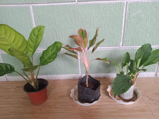 PLANTS FOR SALE