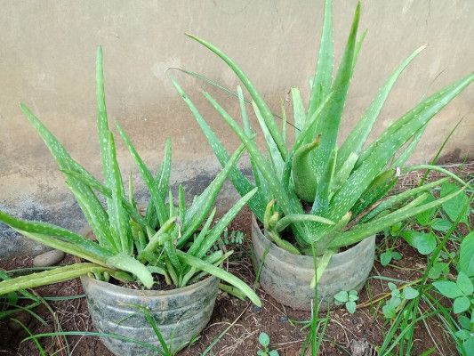 Aloe Vera Plant