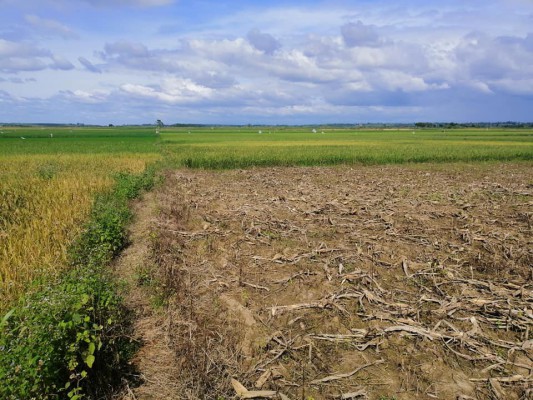 Rice field