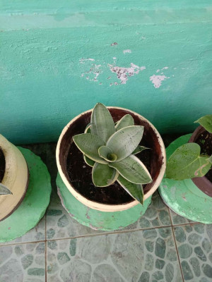 PLANTS SALE