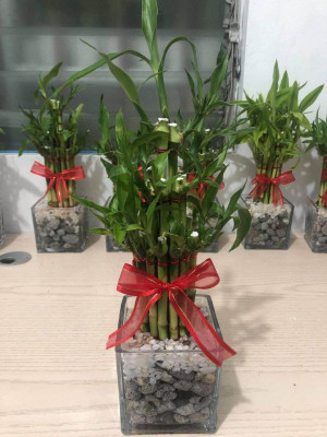 LUCKY BAMBOO