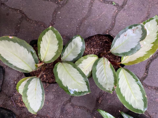 Calathea for sale