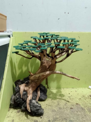 Aquarium set up and bonsai