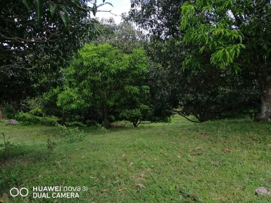 Manggo farm for sale