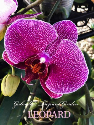 PHALAENOPSIS LARGE WITH SPIKE