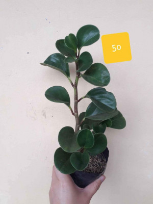 Peperomia Varieties 50-100 only