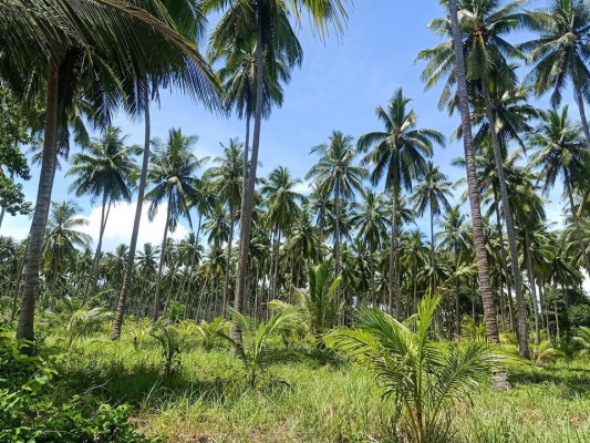 Beach Front and Farm Lot