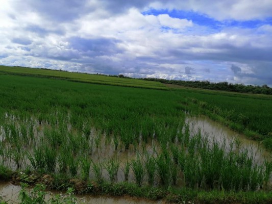 Rice field for sale..