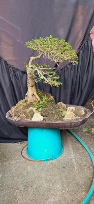 Bonsai