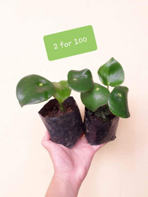 Peperomia Varieties 50-100 only