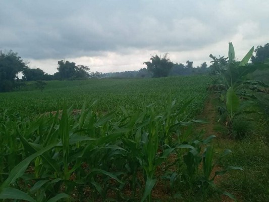 Farmlot for sale at SANJOSE