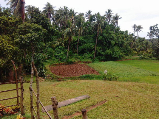 Farm Lot for Sale Bicol Region