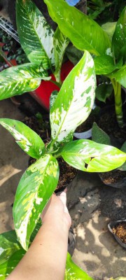 VARIEGATED DIEFFENBACHIA