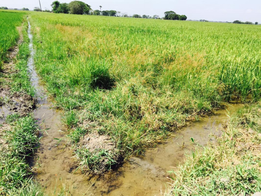 Rice Field Farm For Sale