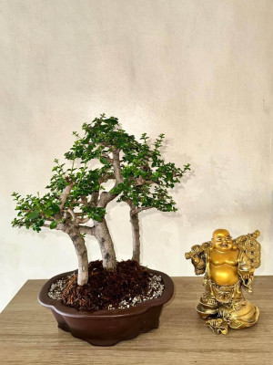 Bonsai stable china’s man hat, argao taiwan and texas ficus