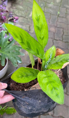 Calathea for sale