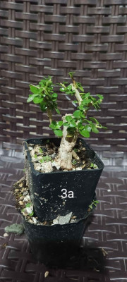 Argao taiwan bonsai
