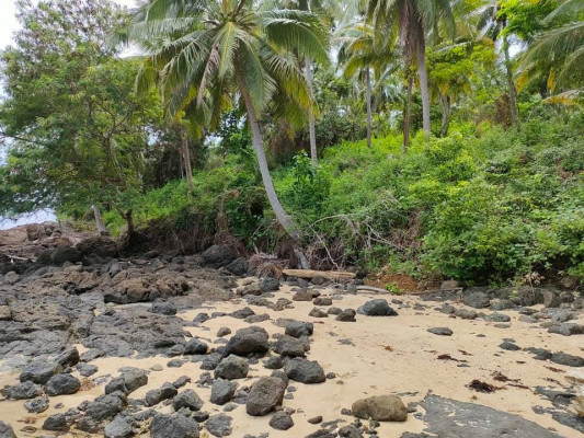 BEACHLOT WITH COCONUT FARM