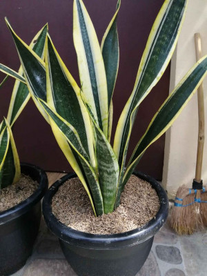 Black gold san severia rare snake plant for sale