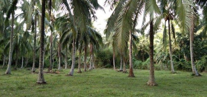 Farm Lot - Cuenca, Batangas