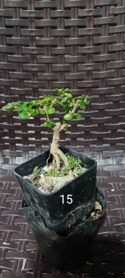 Argao taiwan bonsai