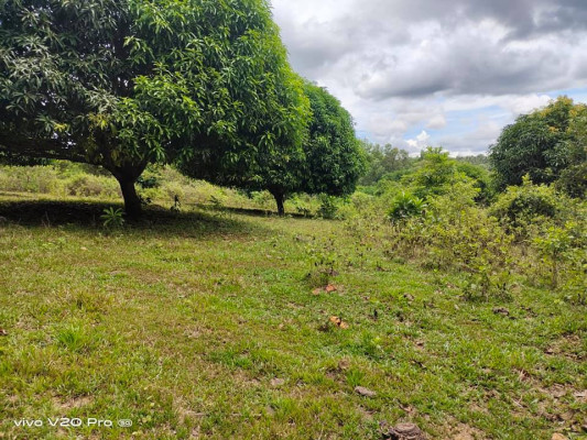 PRIVATE PROPERTY WITH MANGO TREES FOR SALE