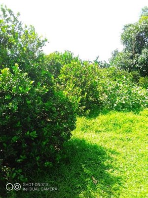 House and Lot - Cabanatuan, Nueva Ecija