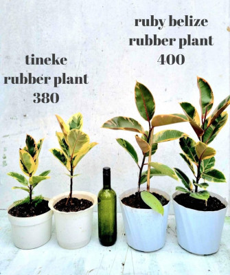 Rubber Plants