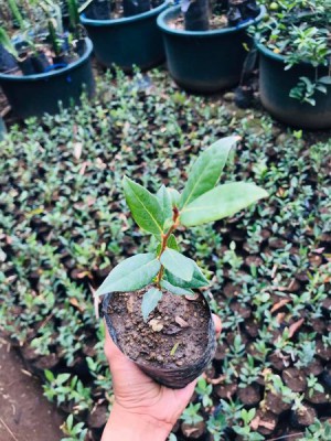 Laurel Bay Leaf plants 8-9 inches tall