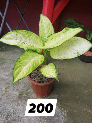 PLANTS SALE