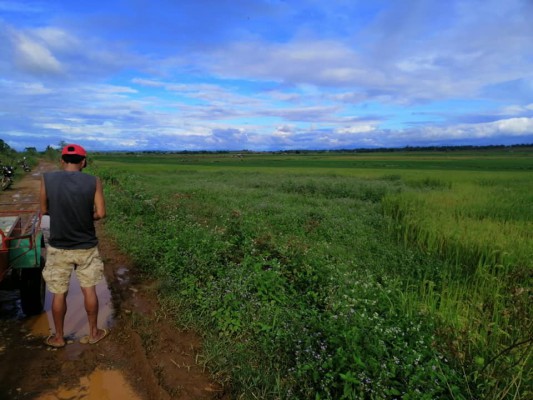 Rice field for sale..