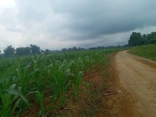 Farmlot for sale at SANJOSE