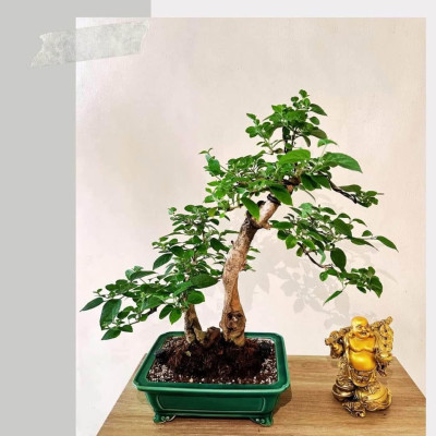 Bonsai stable china’s man hat, argao taiwan and texas ficus