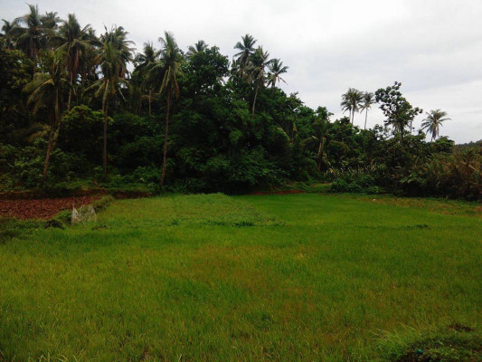 Farm Lot for Sale Bicol Region
