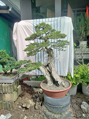 Bonsai