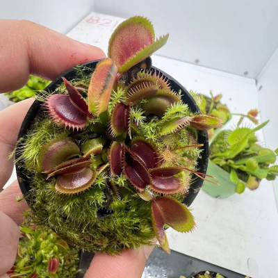 The brand new 500 pesos Venus flytrap is now available i